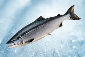 Fish avatar