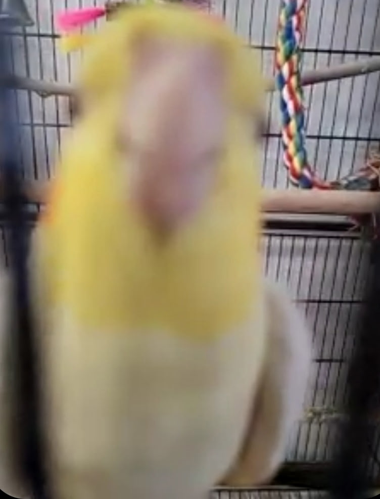 Bird avatar